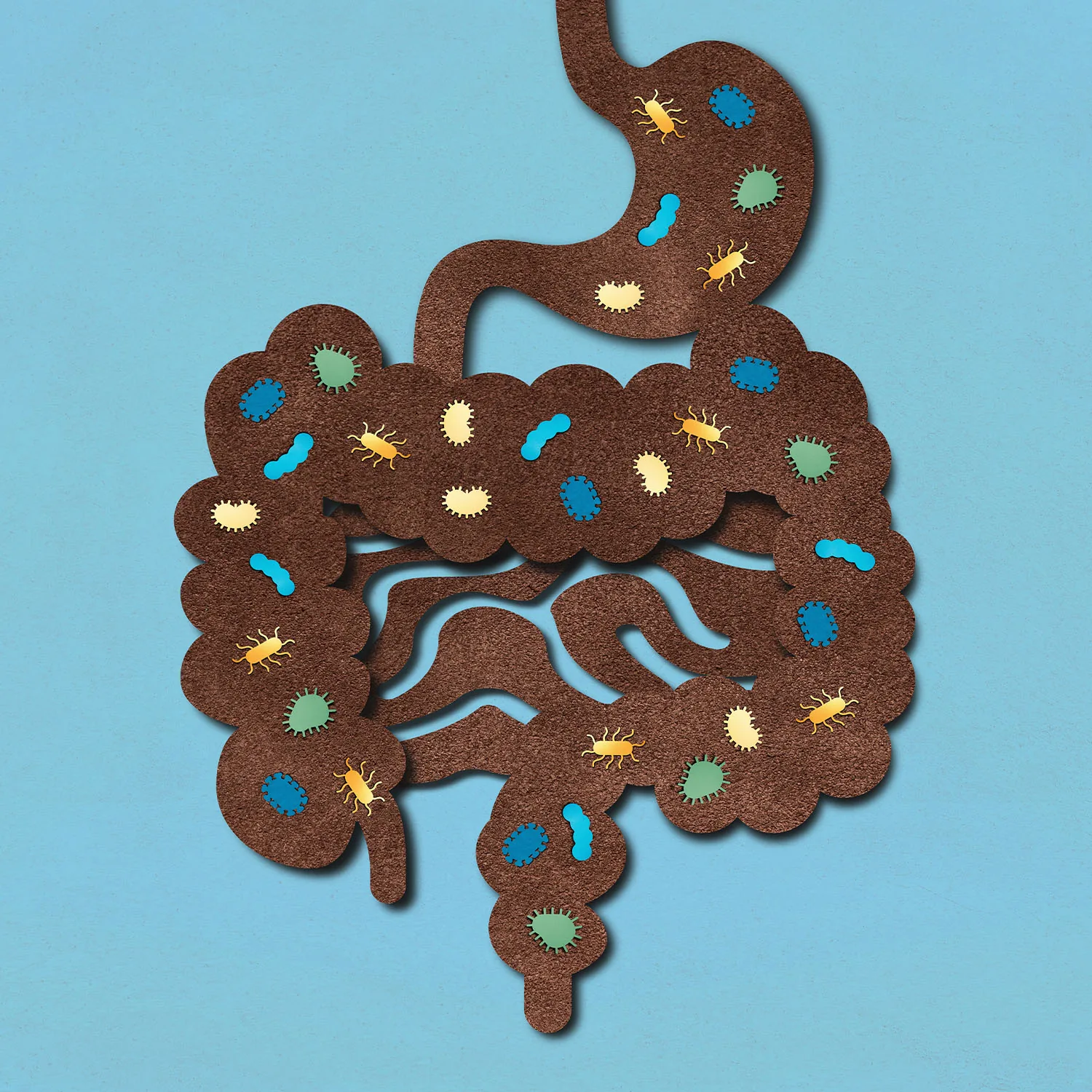 Eine Grafik eines Magens und Darms der Bakterien enthält.