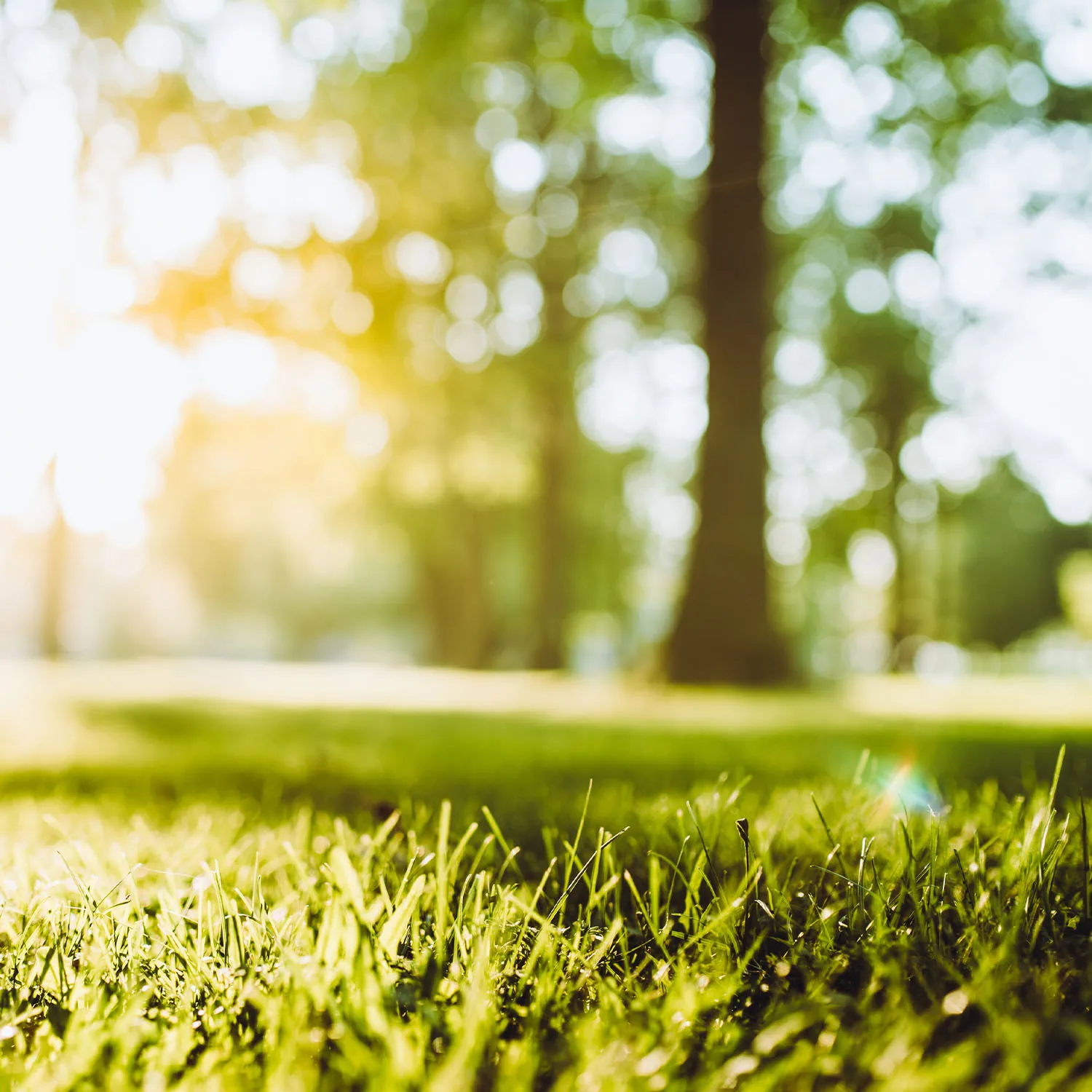Sonnenstrahlen, die am frühen Morgen in einen Wald fallen.